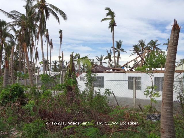 Zerstörungen auf der Insel Santa Fe. Meterhohe Palmen wurden umgeknickt wie Streichhölzer