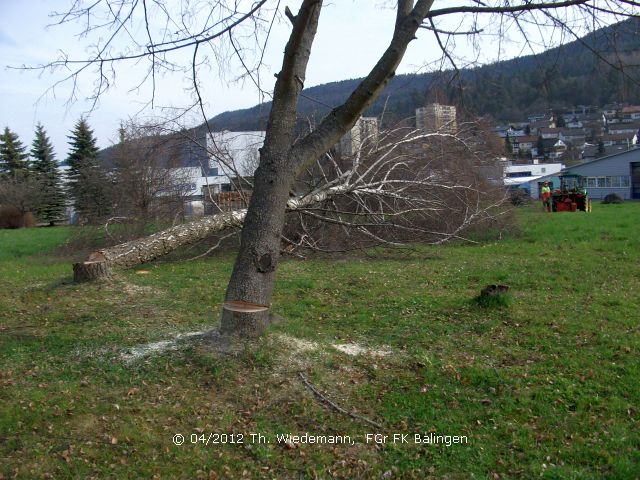 Baum fällt