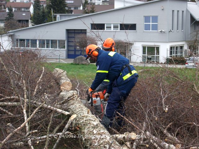 Ingesamt wurden 20 Bäume gefällt und verarbeitet