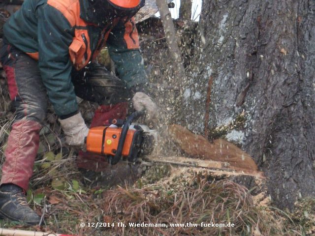 Fällvorbereitungen am Stamm des Kirschbaumes