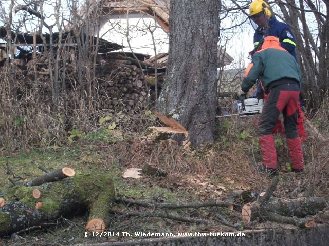 Fällvorbereitungen am Stamm des Kirschbaumes